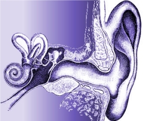 Senses