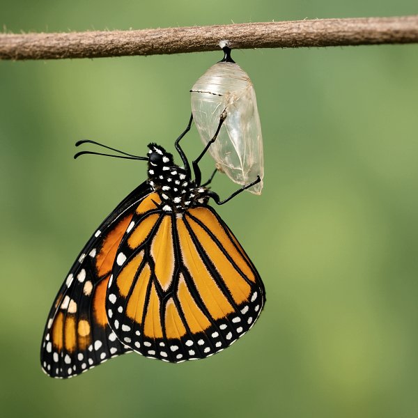 Self-compassion